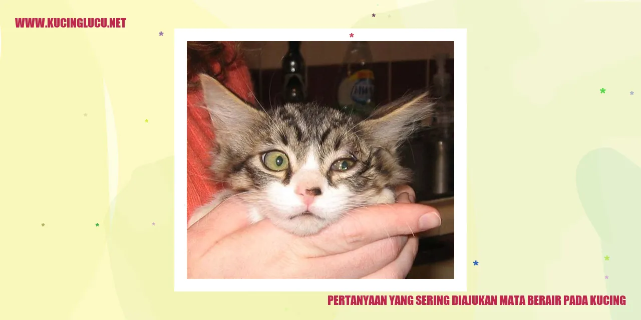 Gambar Kucing Bermasalah dengan Mata Berair