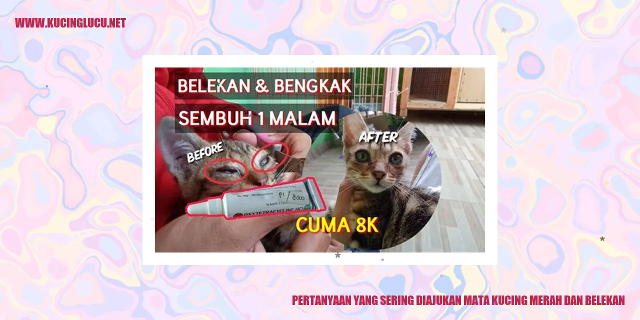 Gambar mata kucing merah dan belekan