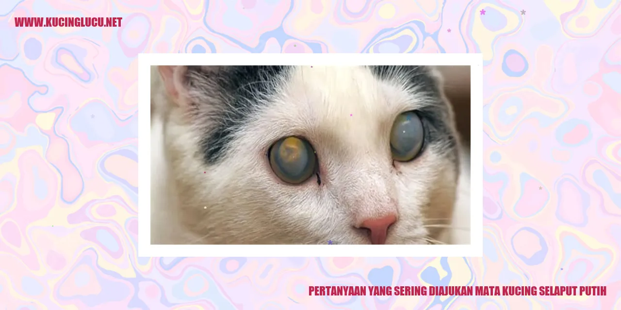 mata kucing selaput putih