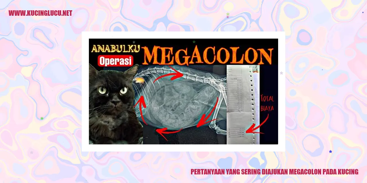 Megacolon pada Kucing
