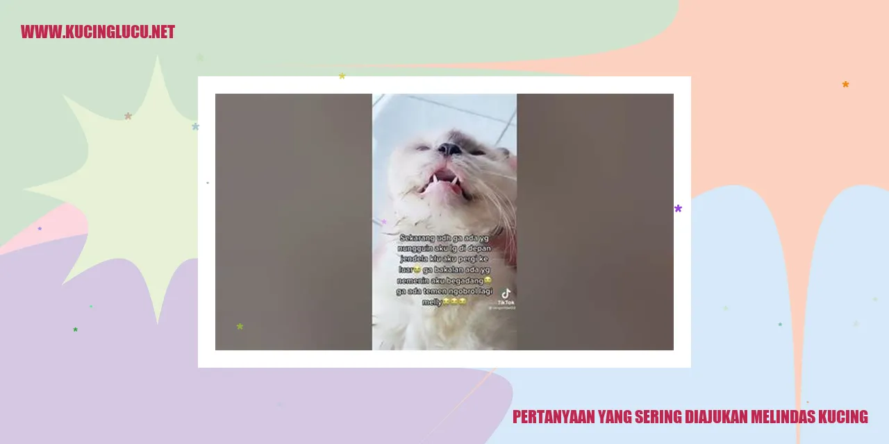 Kucing yang terluka