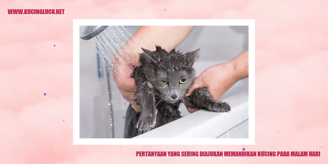 Kucing yang sedang dimandikan pada malam hari