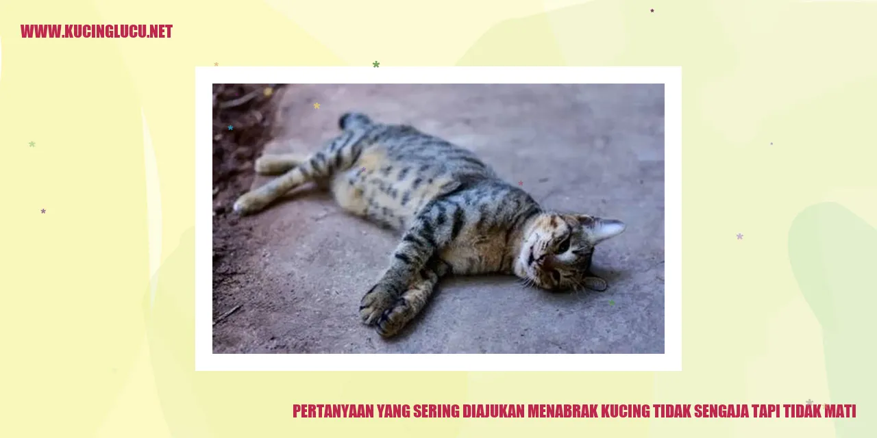 Menabrak Kucing Tidak Sengaja tapi Tidak Mati
