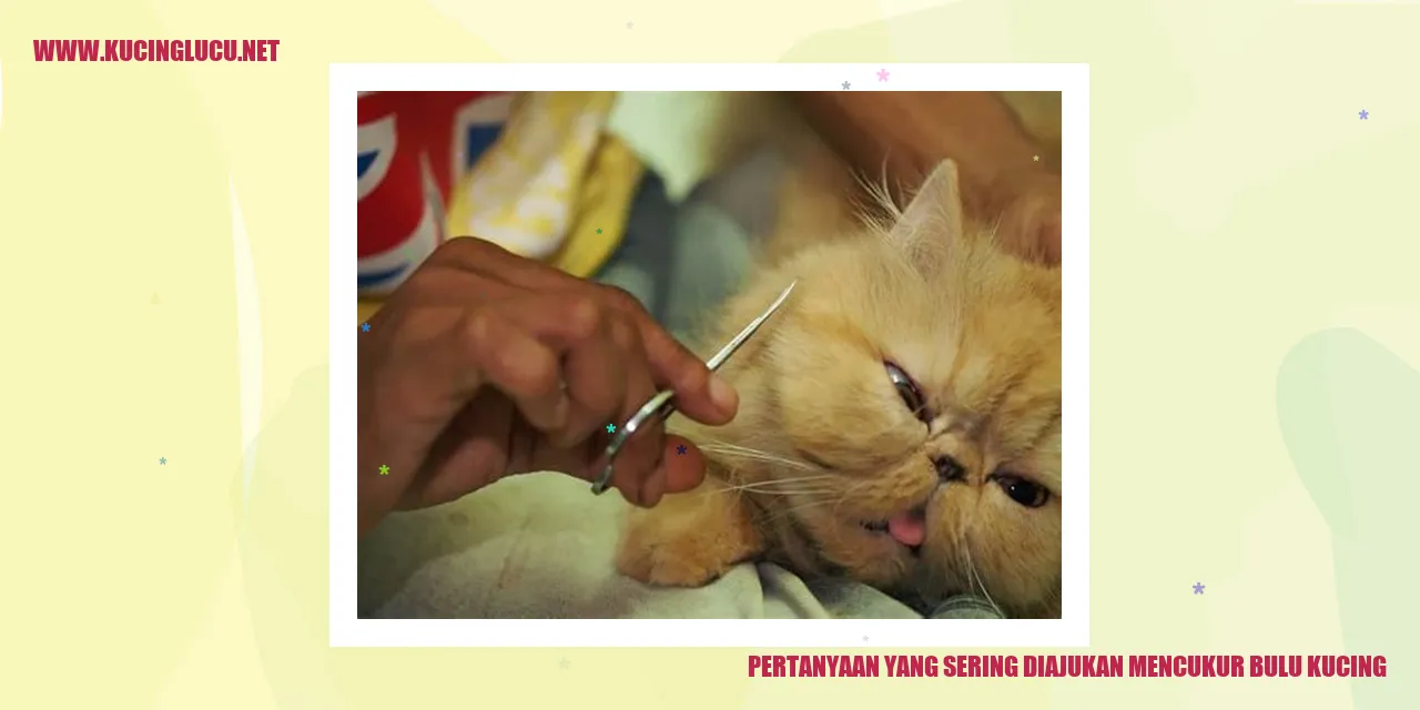 gambar seorang kucing yang dicukur