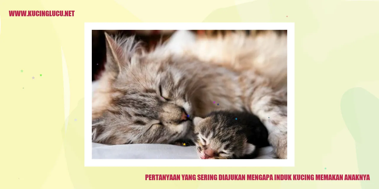 Induk Kucing Memakan Anaknya