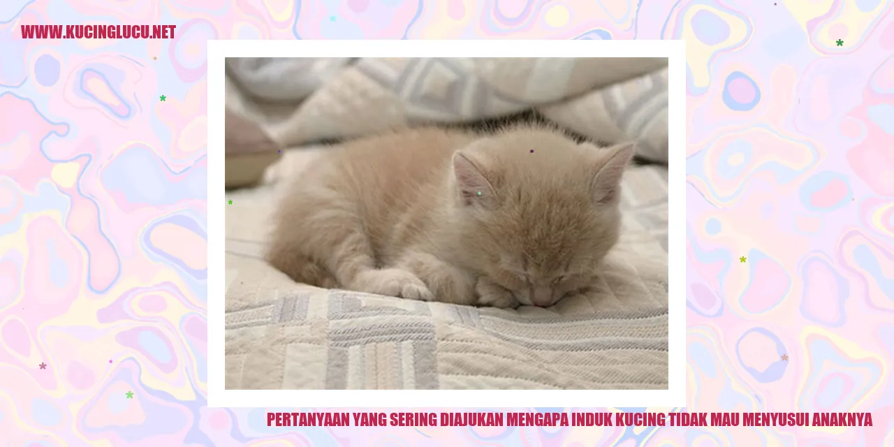 Induk Kucing Menolak Menyusui Anaknya