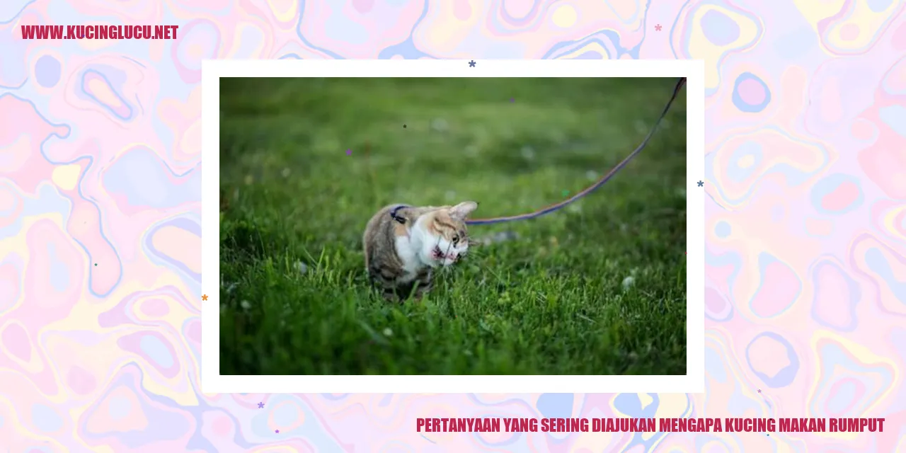 Kucing makan rumput