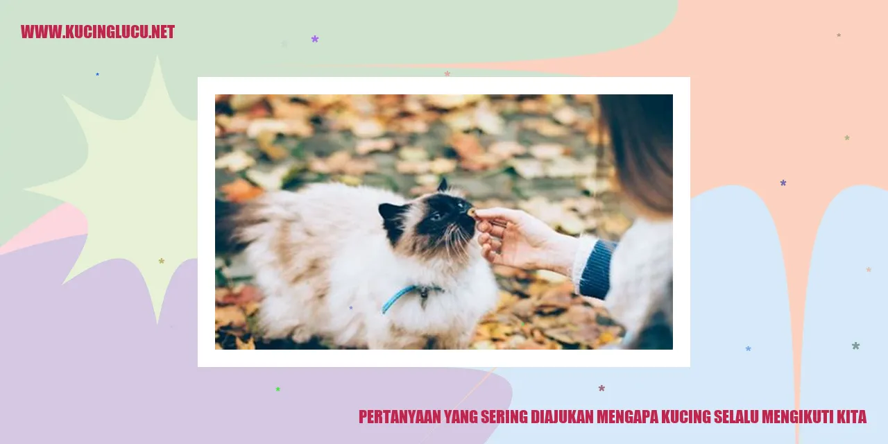 Kucing Mengikuti