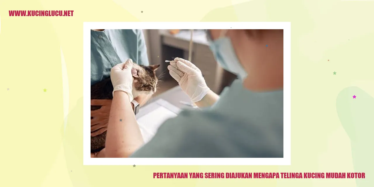 Telinga Kucing Kotor