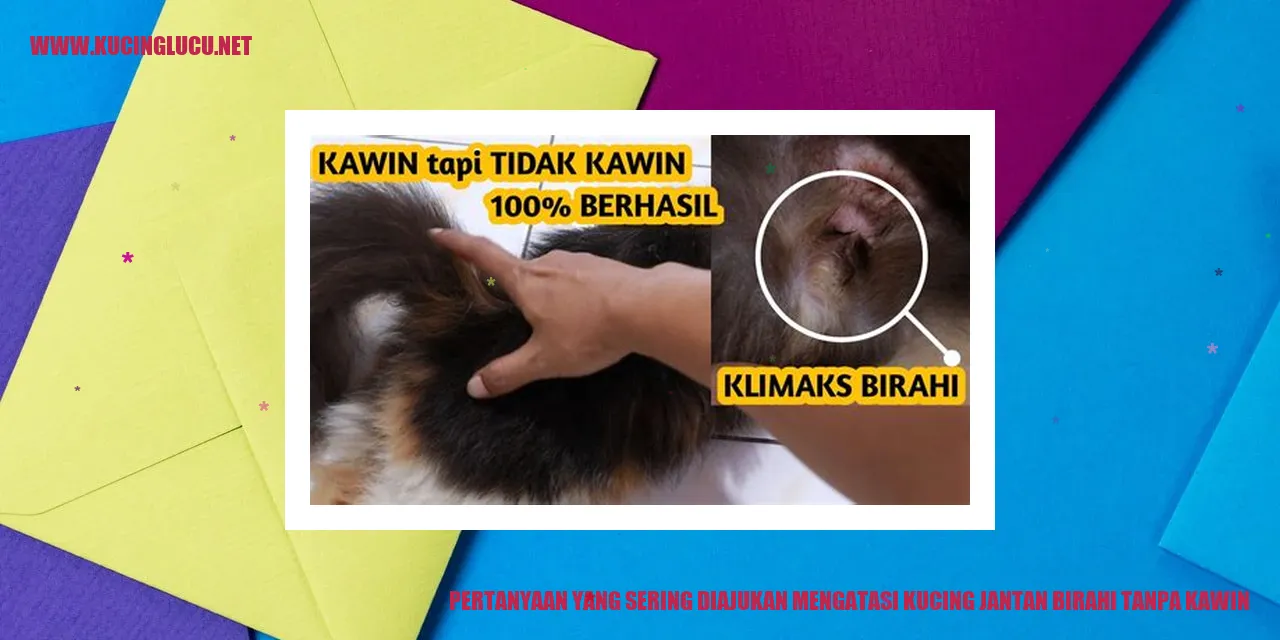 gambar kucing birahi