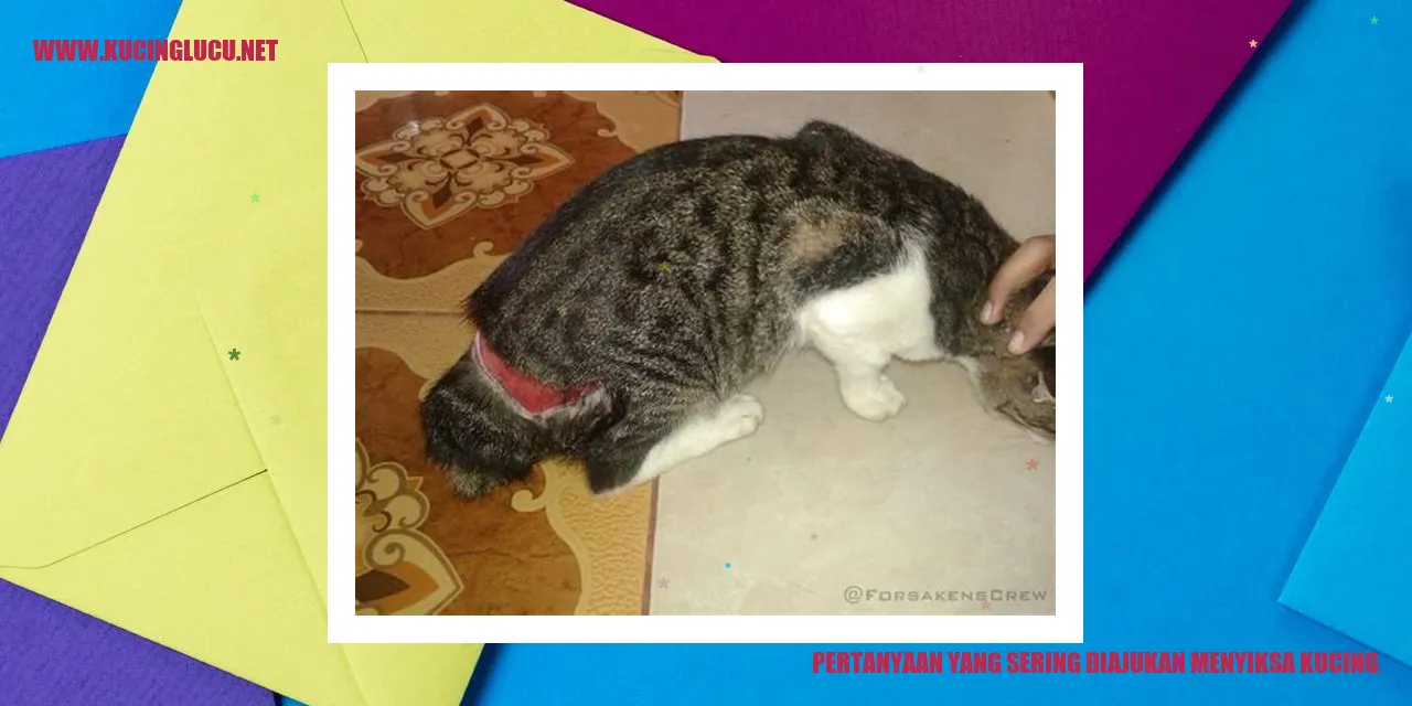 Kucing sedang ditanyai