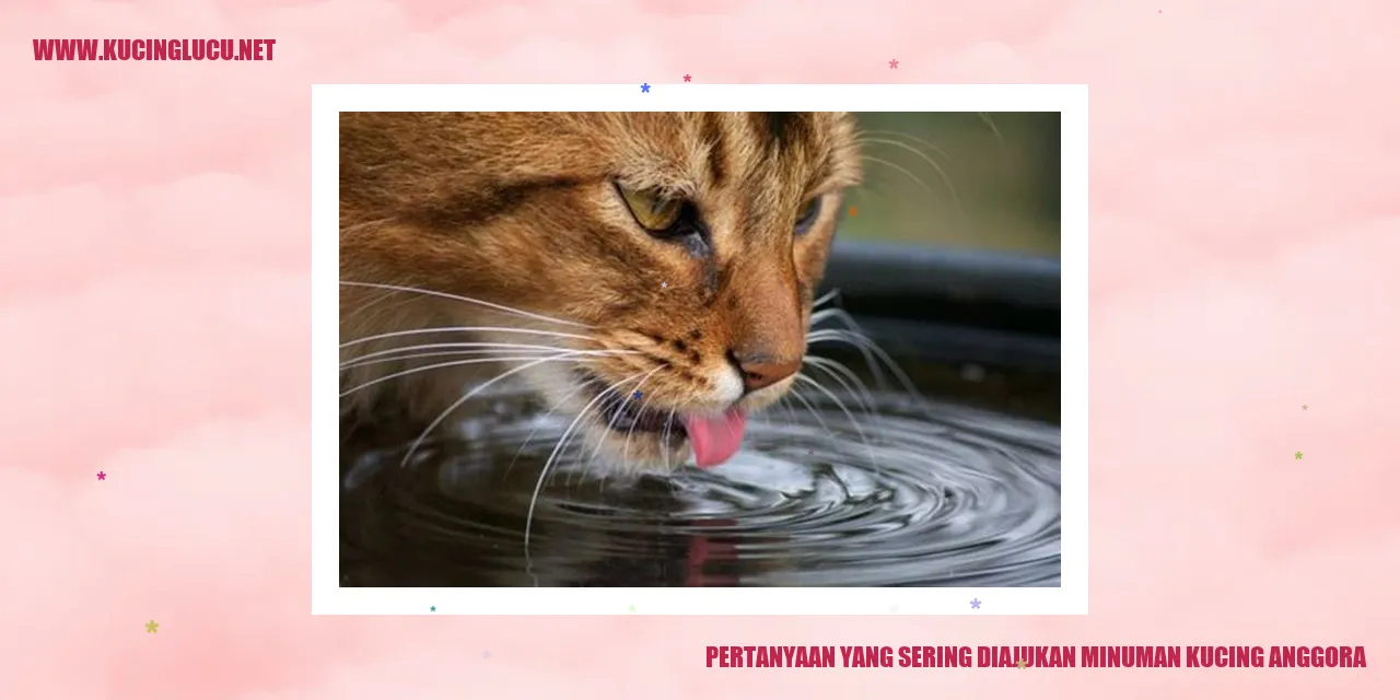 Gambar minuman Kucing Anggora