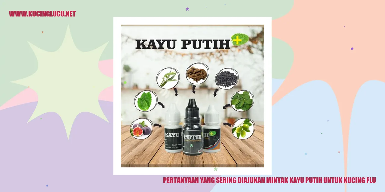 Gambar kucing flu