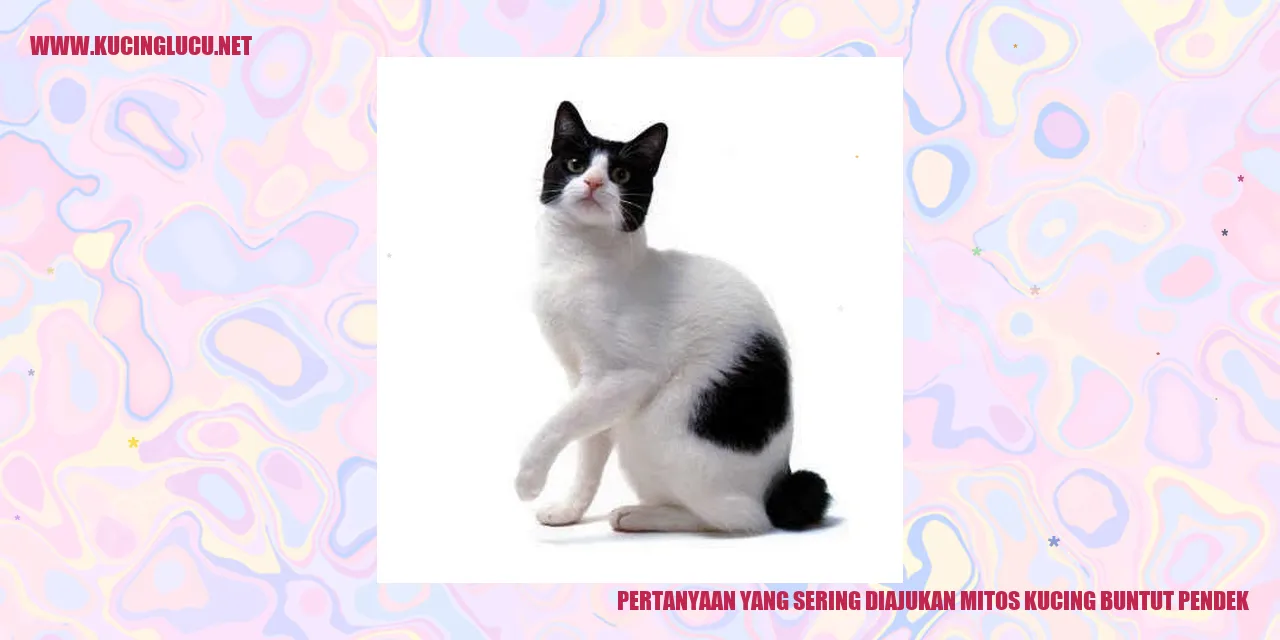 Gambar Kucing Buntut Pendek