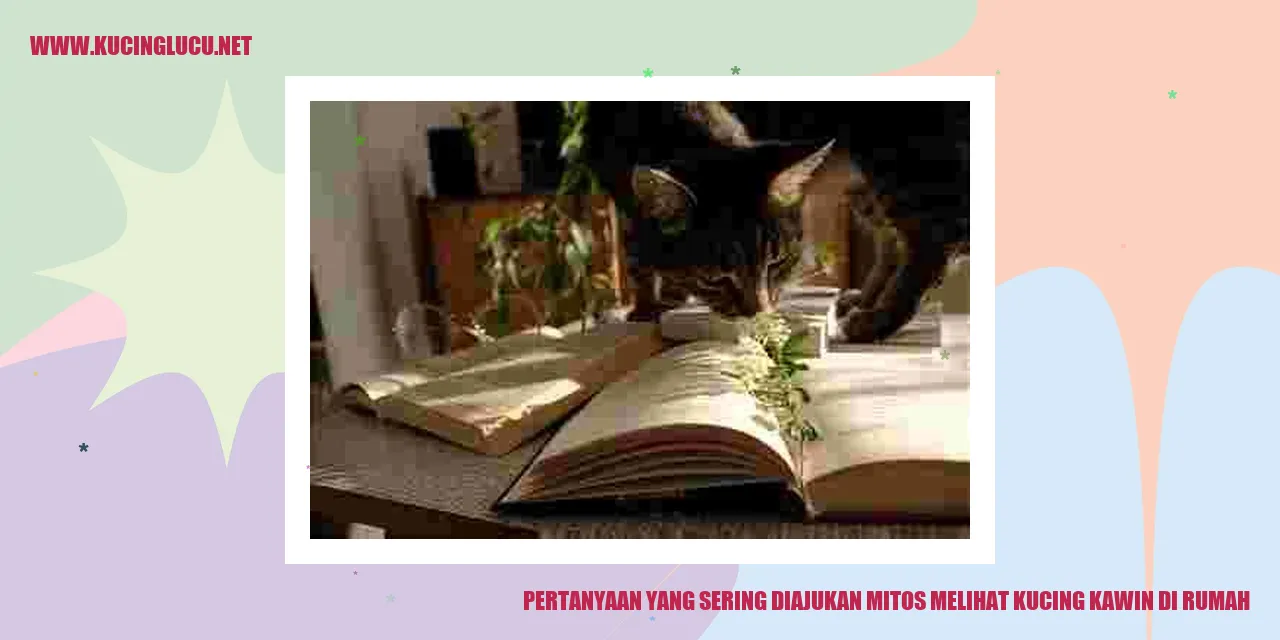 Kucing Kawin