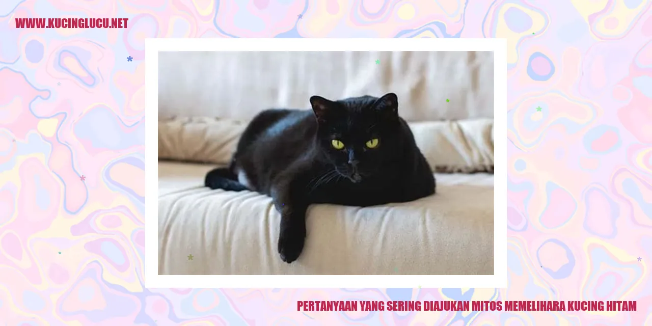 Mengatasi Mitos Memelihara Kucing Hitam