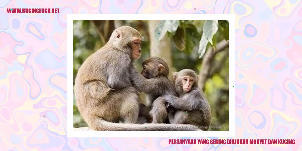 Monyet dan Kucing