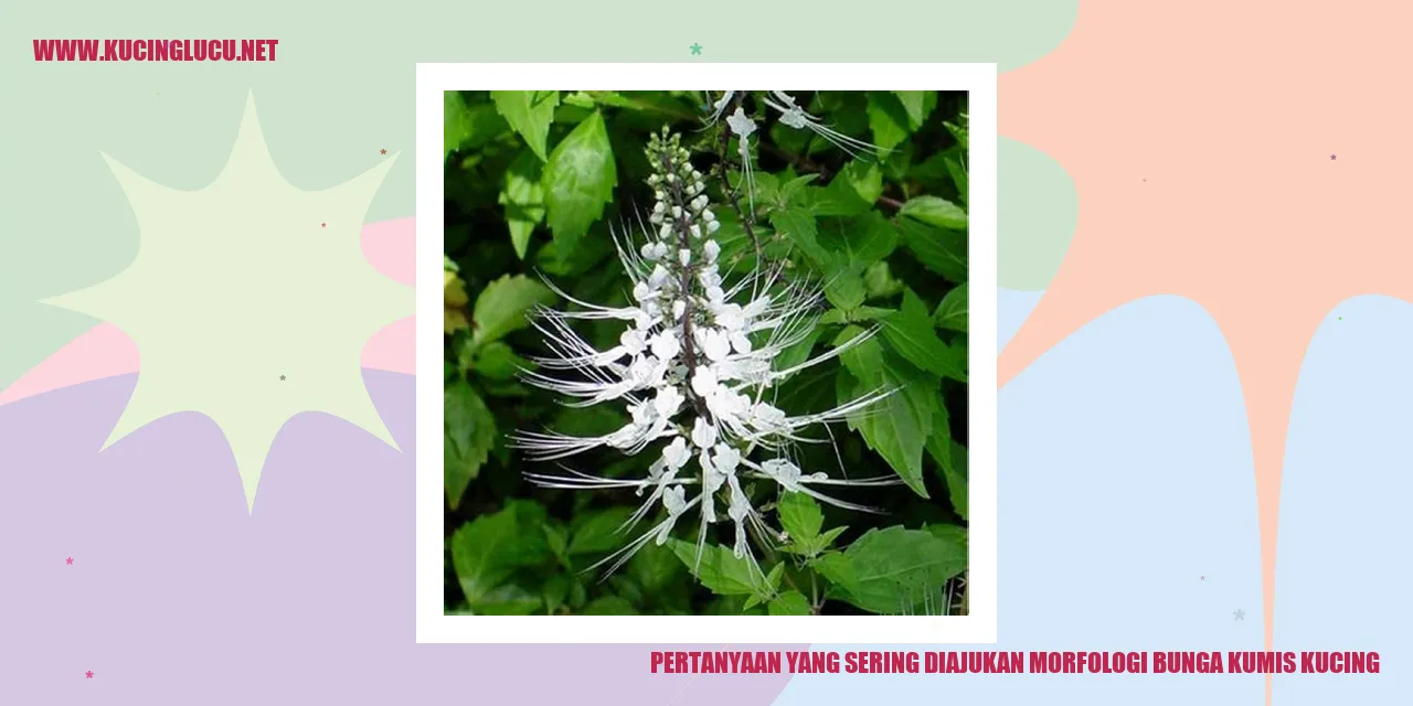 Pertanyaan yang Sering Diajukan morfologi bunga kumis kucing