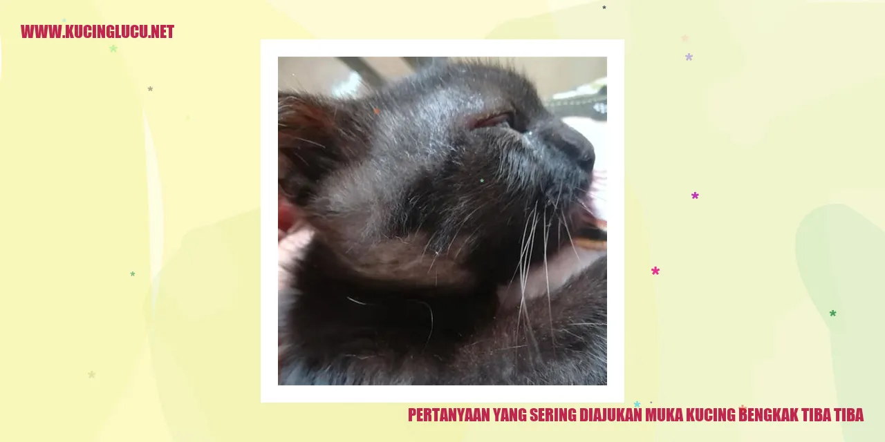 Kucing dengan muka bengkak