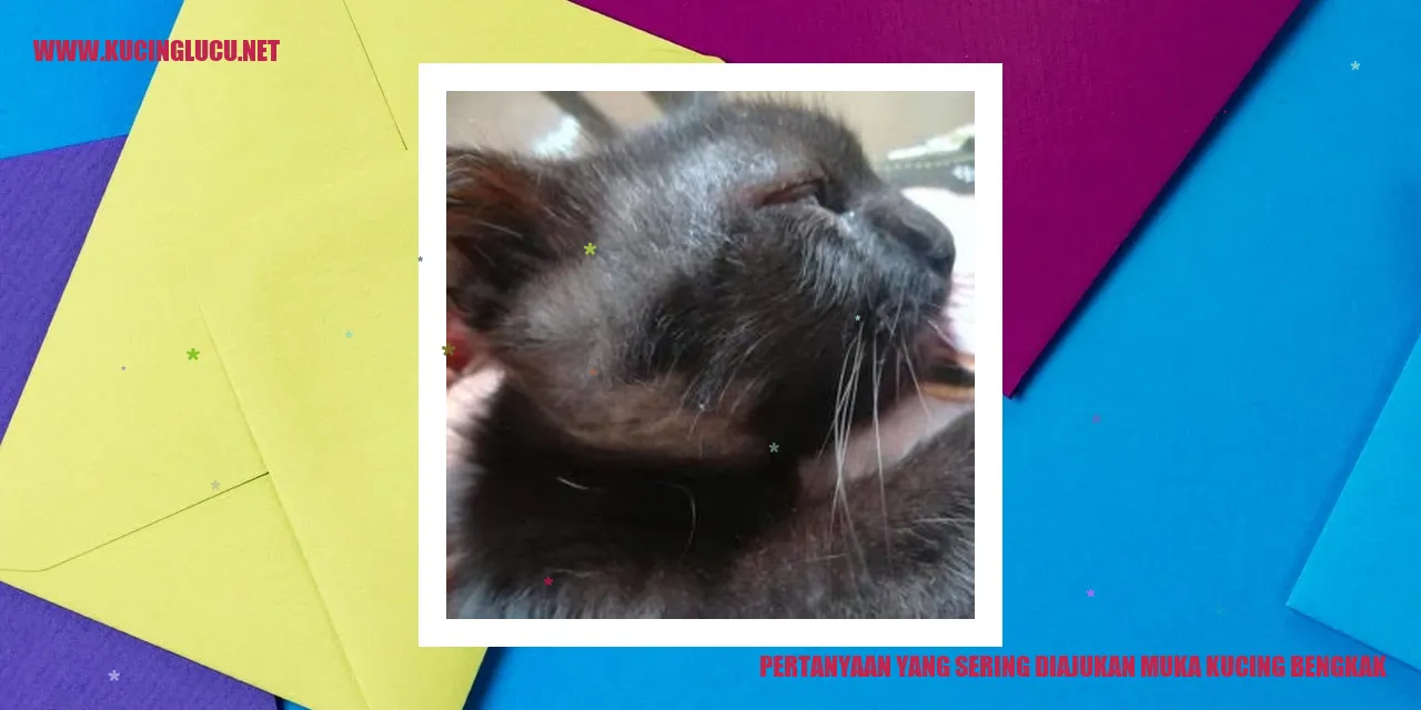 Muka Kucing Bengkak