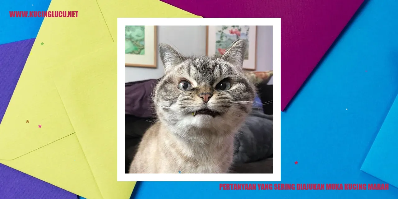 Muka Kucing Marah