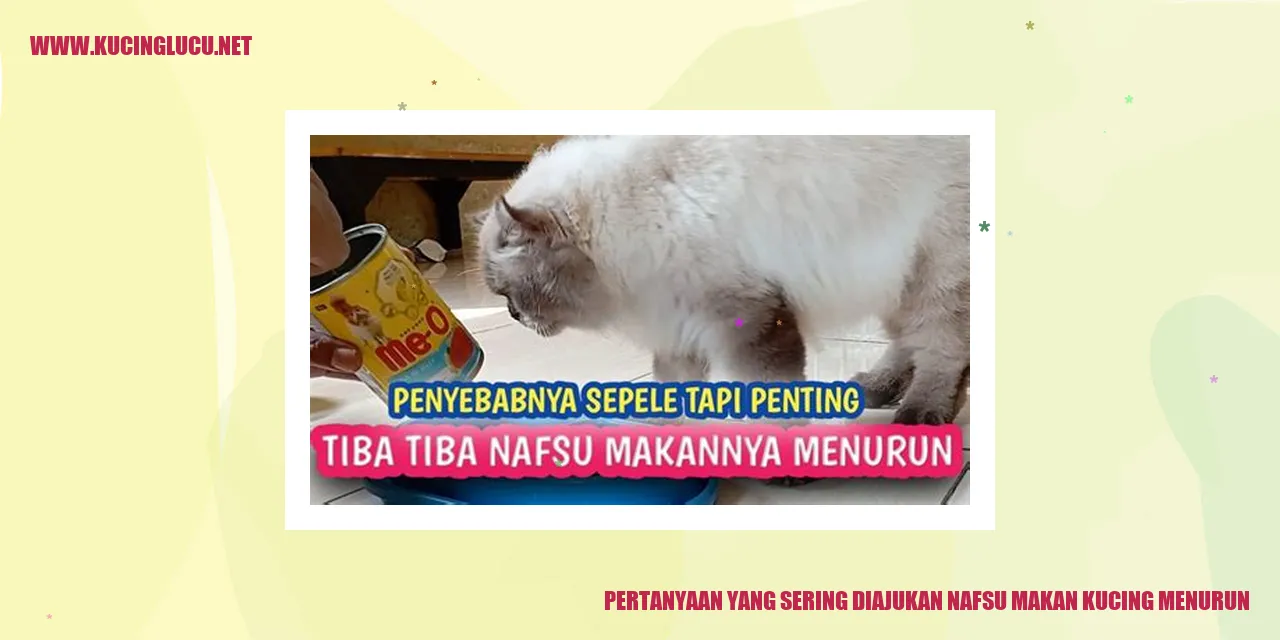 Gambar kucing yang nafsu makannya menurun