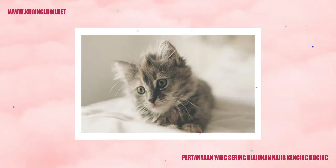 Gambar kucing