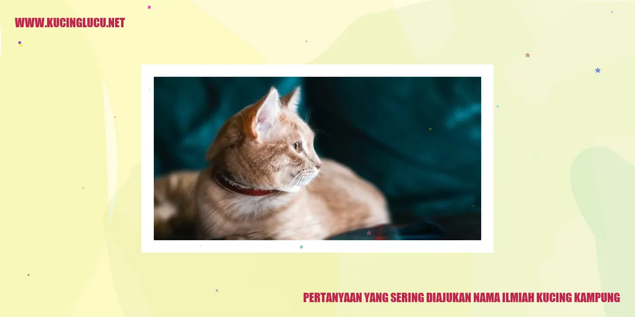 Gambar kucing kampung