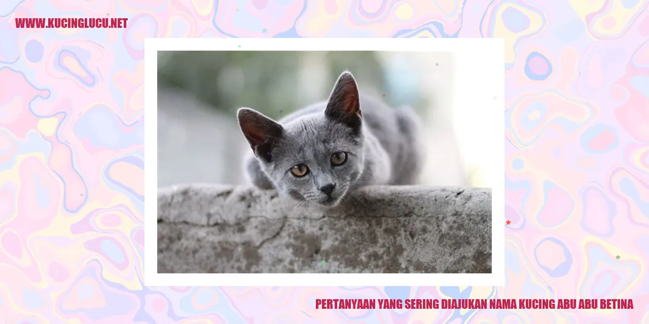 Gambar Kucing Abu Abu Betina