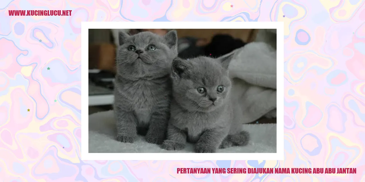 Kucing Abu Abu Jantan