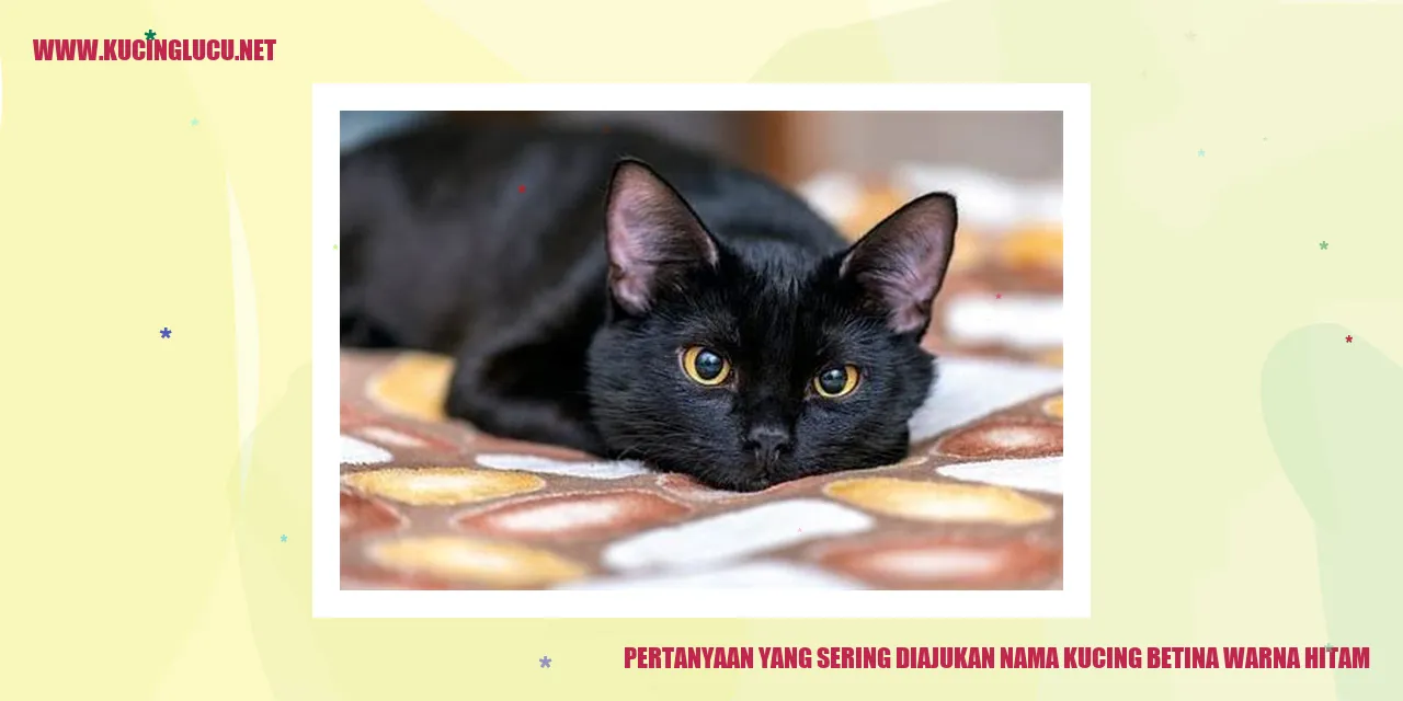Kucing Betina Berwarna Hitam