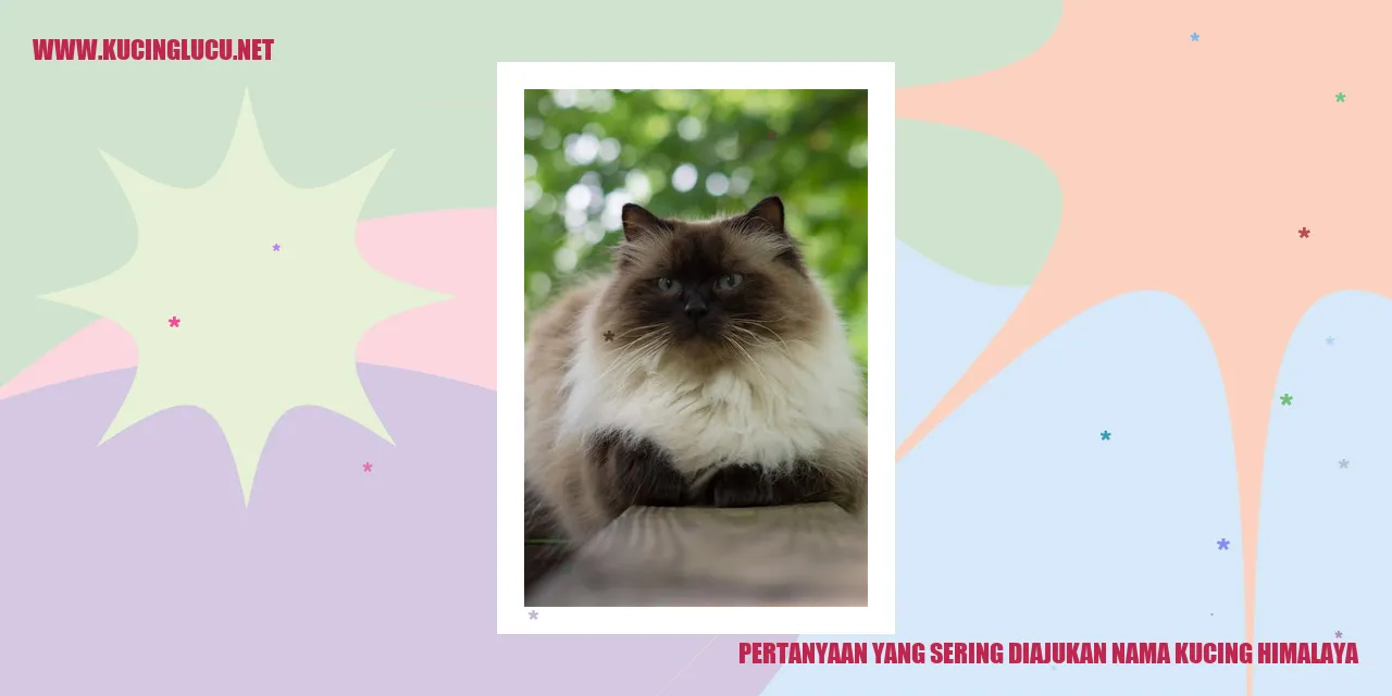 kucing himalaya