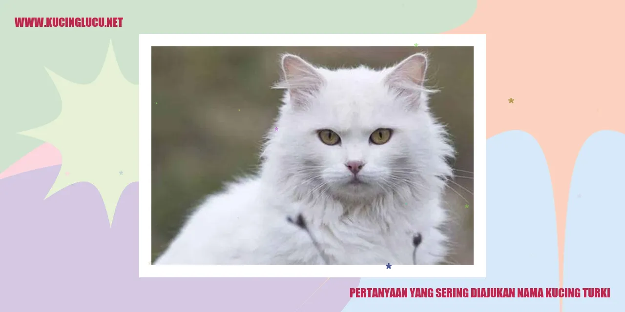 Pertanyaan yang Sering Diajukan tentang Nama Kucing Turki