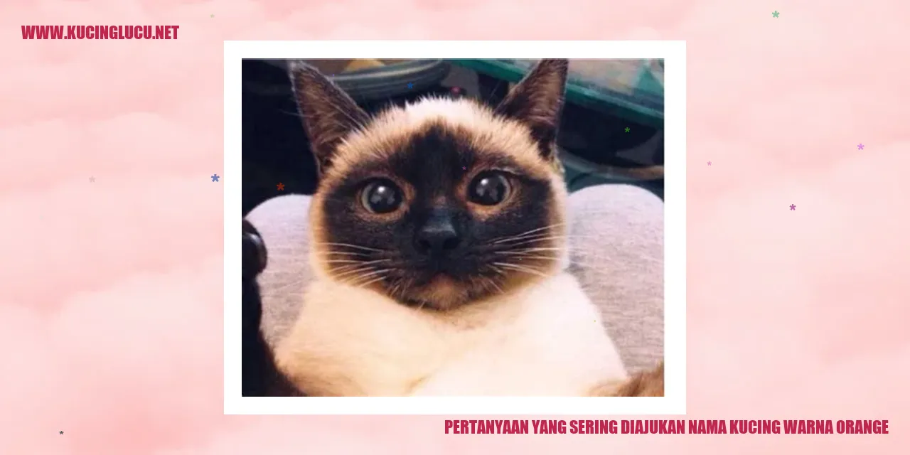 Kucing Warna Orange