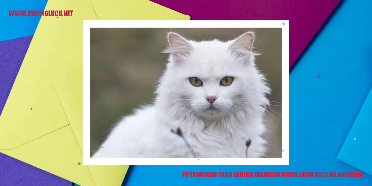 Kucing Anggora