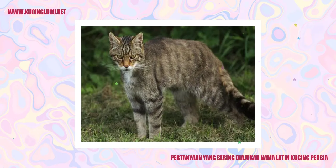 Kucing Persia