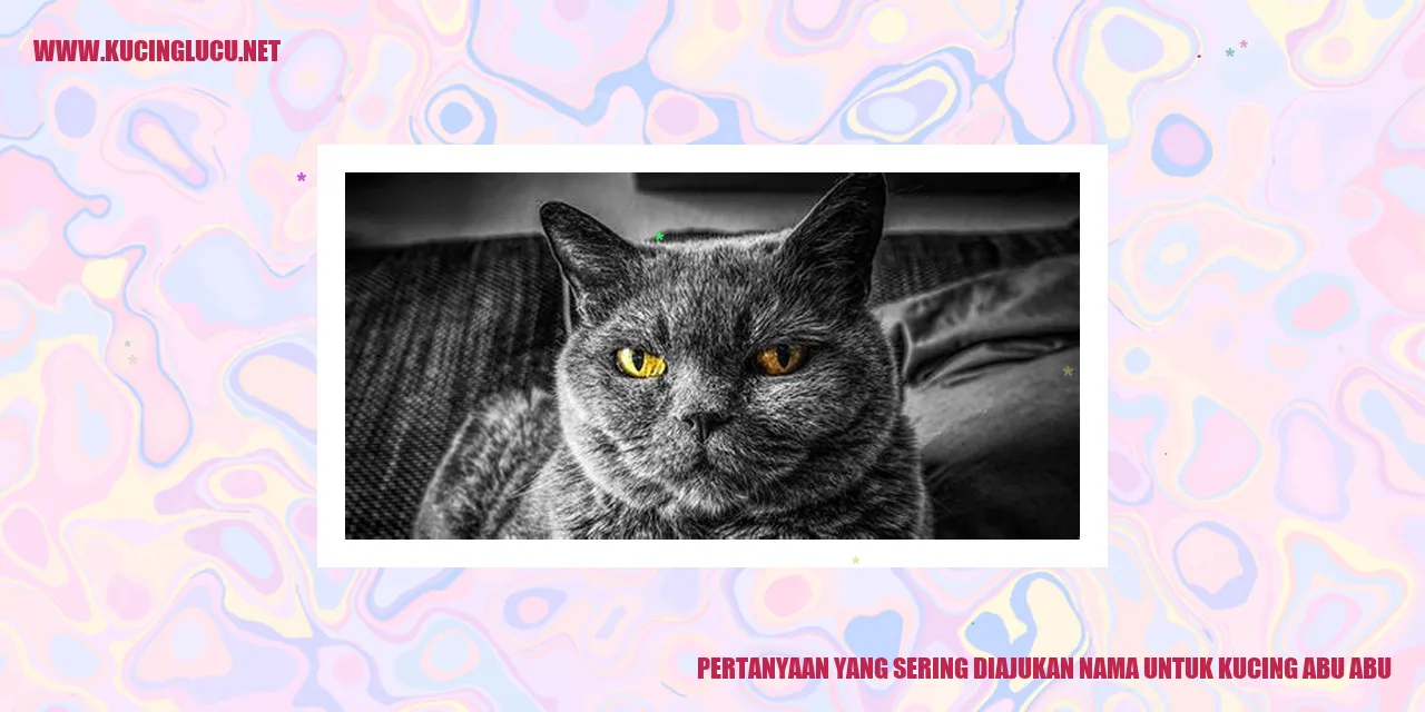 Gambar Kucing Abu-abu