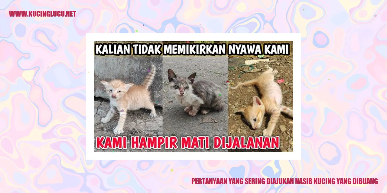 gambar kucing yang dibuang