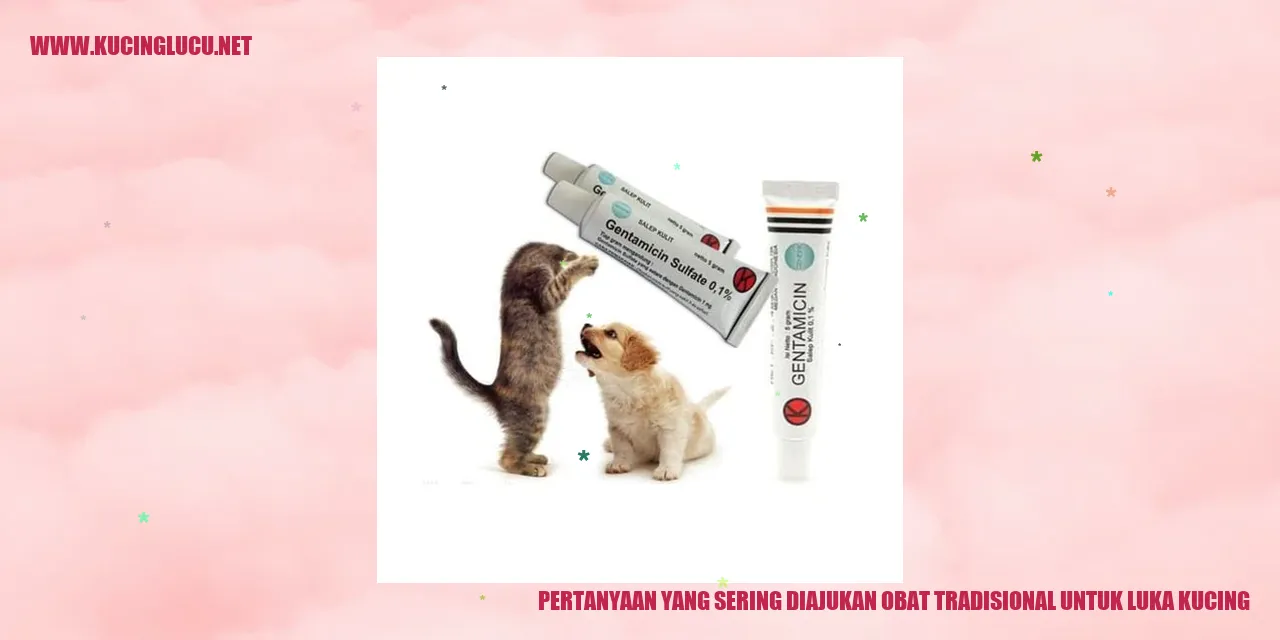 Obat Tradisional untuk Luka Kucing