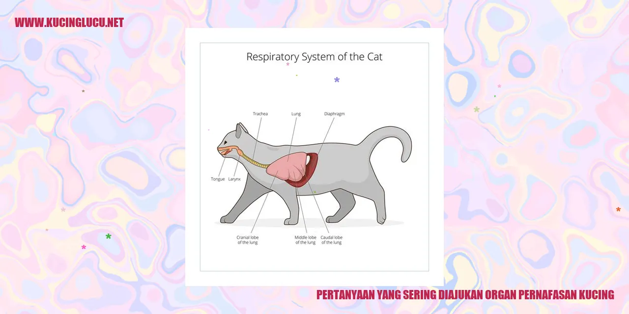 Gambar pertanyaan yang sering diajukan tentang organ pernafasan kucing