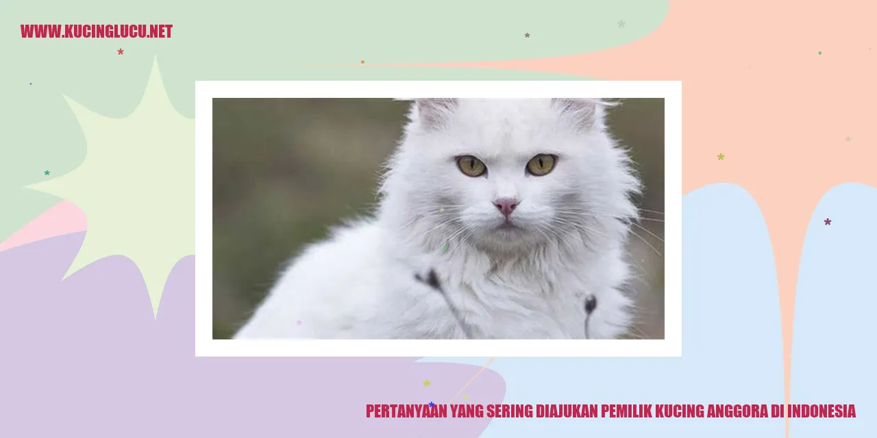Pemilik Kucing Anggora di Indonesia
