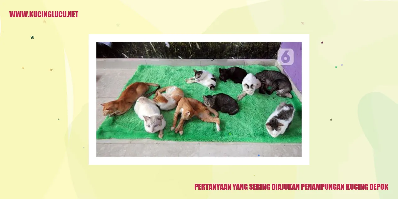 gambar kucing yang terlantar