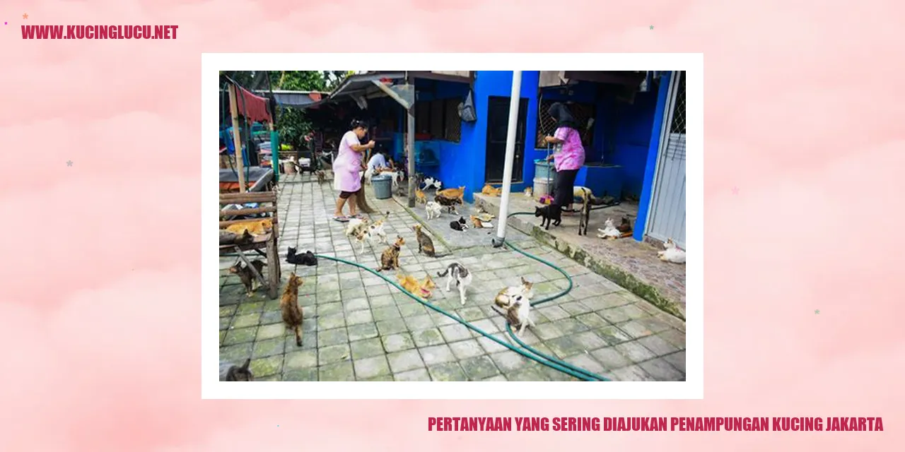 Gambar Kucing di Penampungan