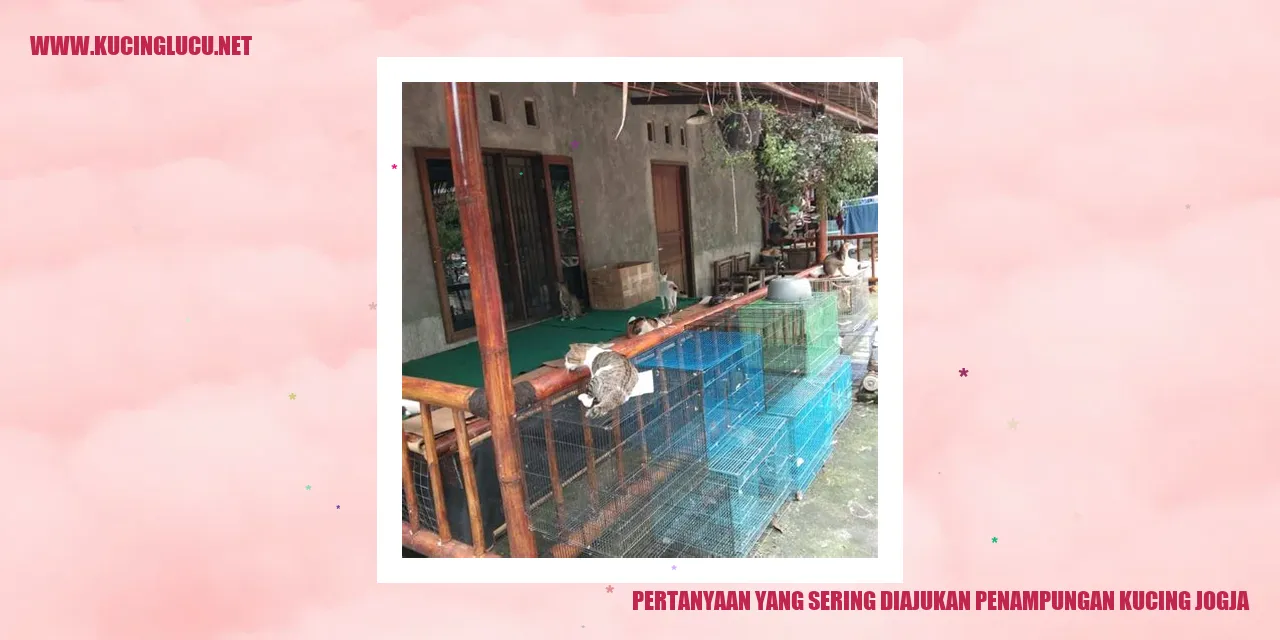 Pertanyaan yang Sering Diajukan Penampungan Kucing di Jogja