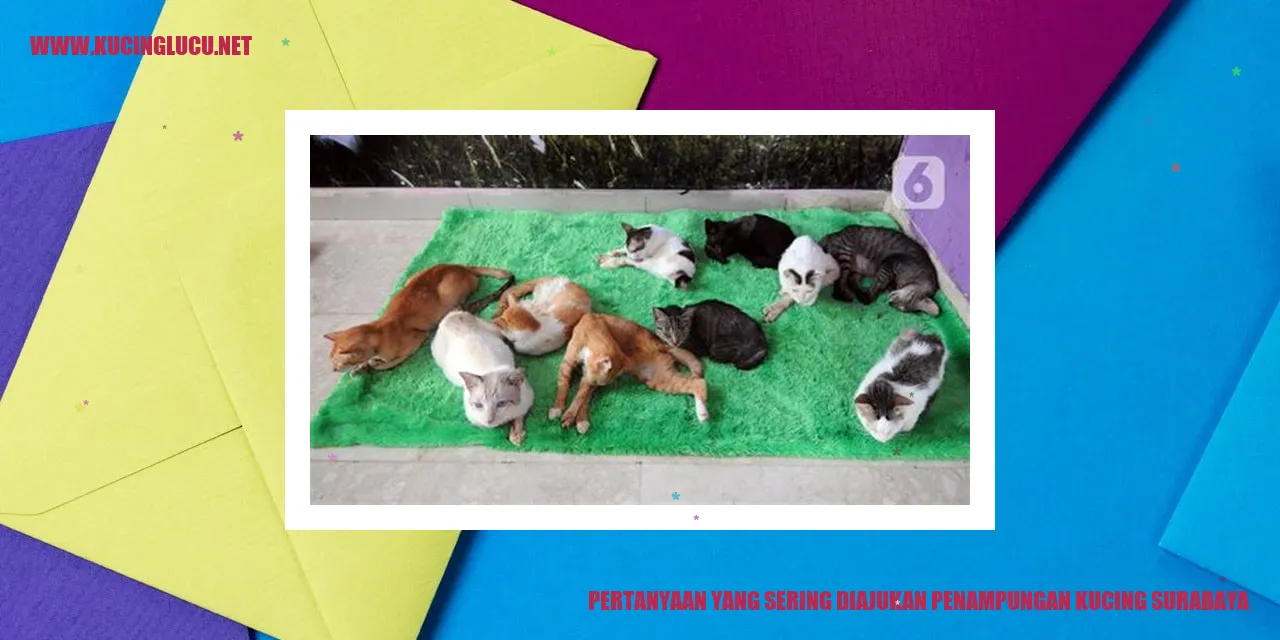 Penampungan Kucing di Surabaya