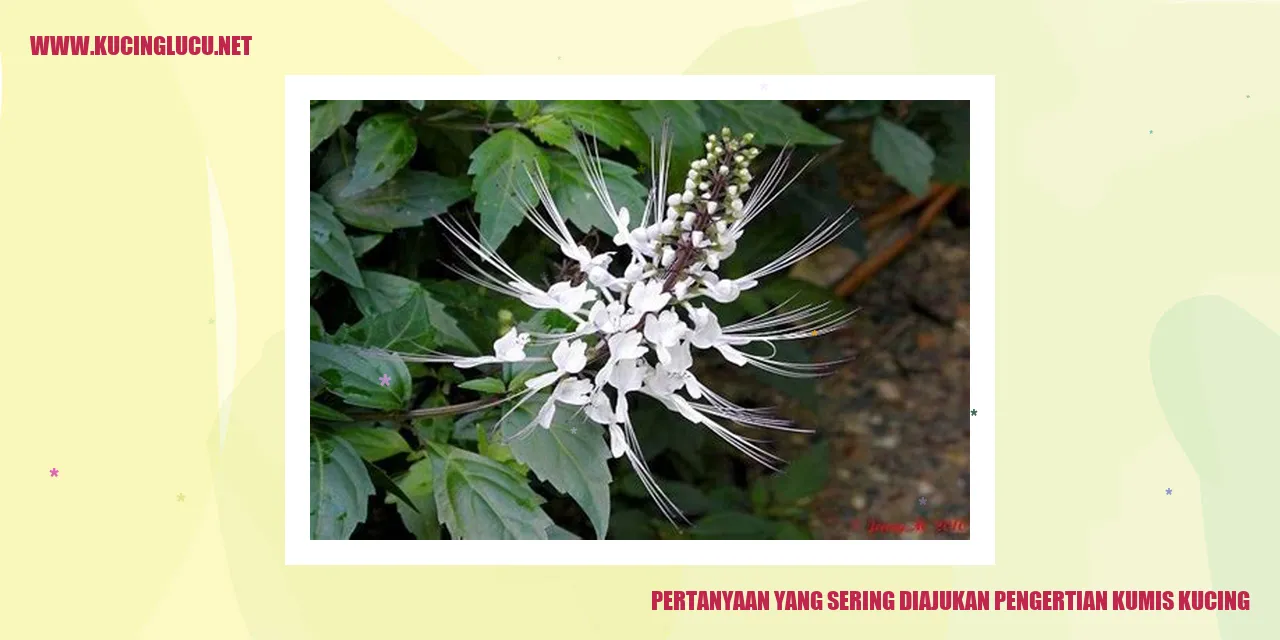 Pertanyaan yang Sering Diajukan pengertian kumis kucing
