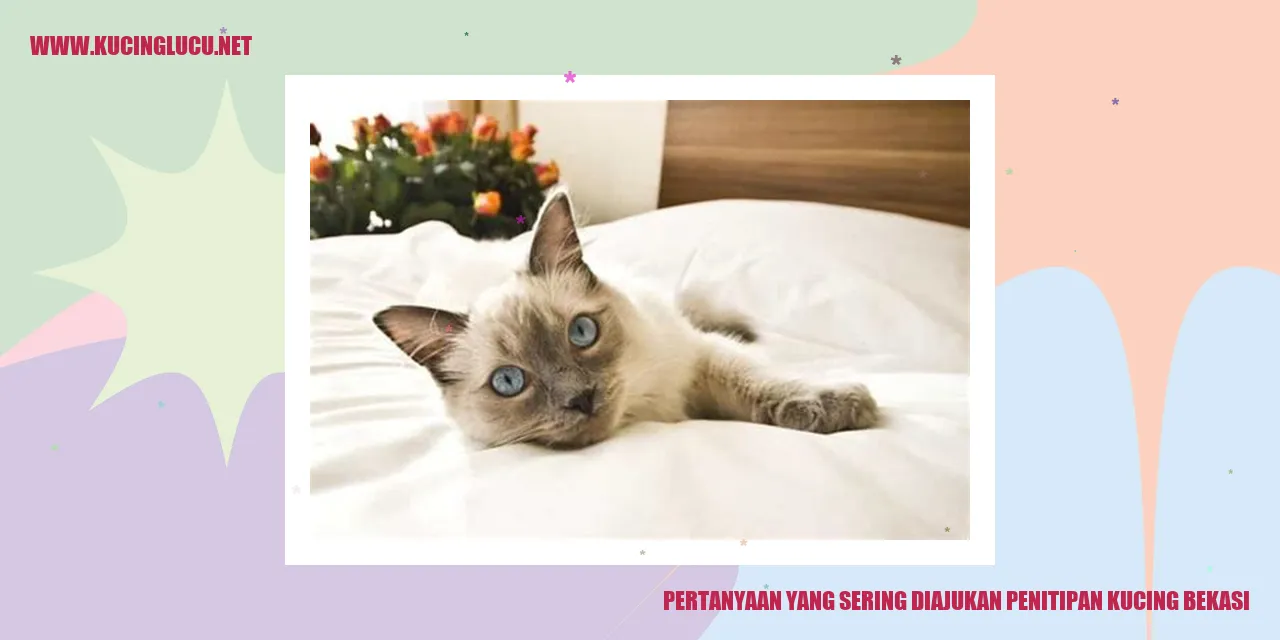 gambar penitipan kucing