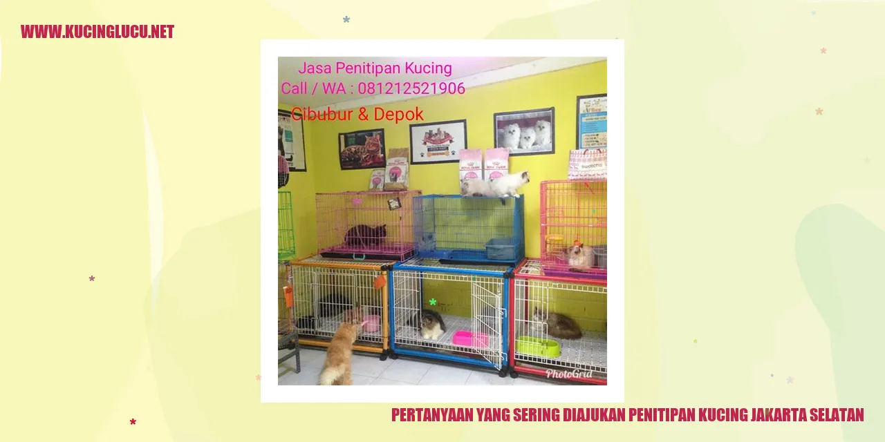 Pertanyaan yang Biasa Diajukan tentang Penitipan Kucing di Jakarta Selatan