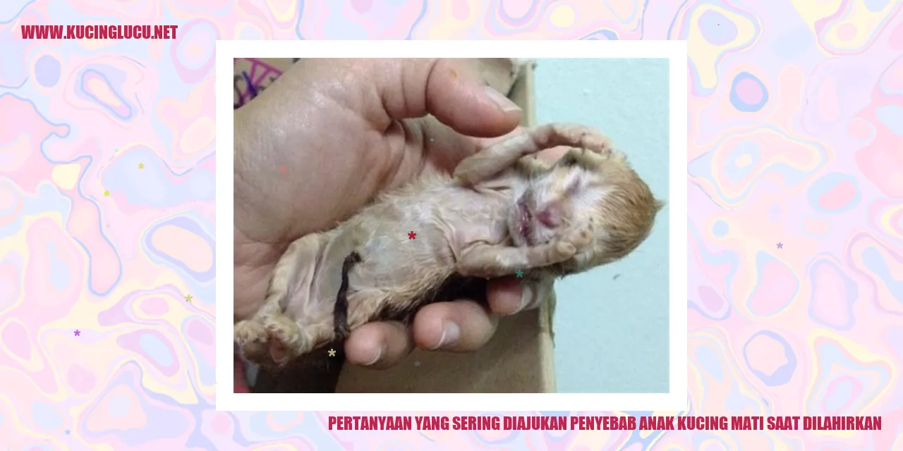 Anak kucing