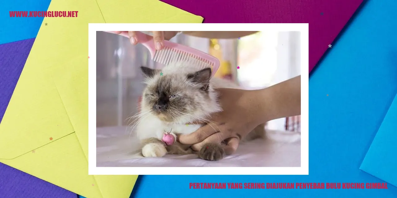 Gambar seekor kucing dengan bulu gimbal